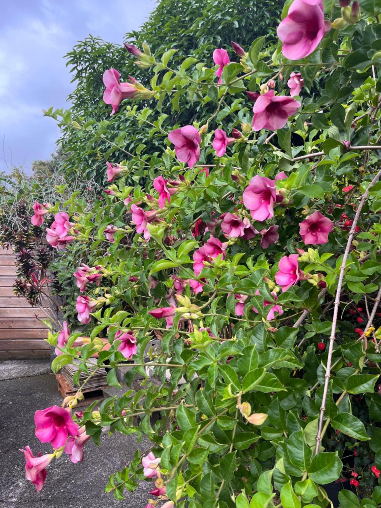 Lakour Fleurie - Ex La Case Creole Sainte-Rose Exteriör bild